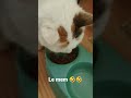 Jas jas jas jas jas sa va  bruit de chat qui graille ok je parle pas la langue de la bouffe