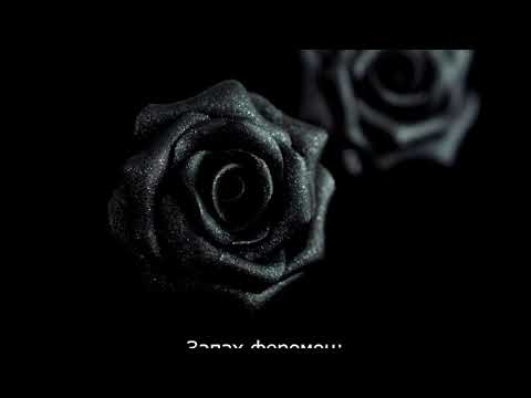 CYGO-Черная роза (текст песни) | Lyrics