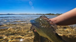 Fishing in Geelong with live baits EP.65