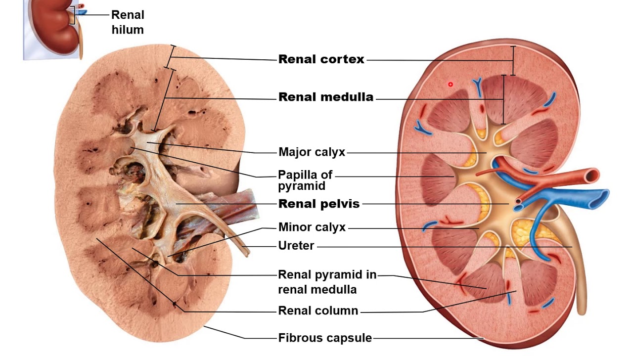 Internal open. Kidney Anatomy. Синус почки анатомия. Почки рисунок анатомия. Медулла почки.