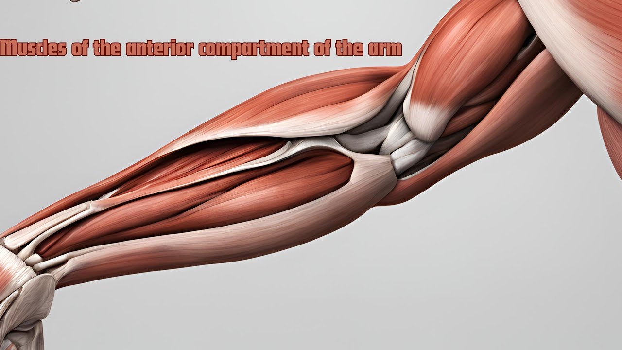 1.Muscle of arm ||Anterior compartment of arm||MBBS Anatomy