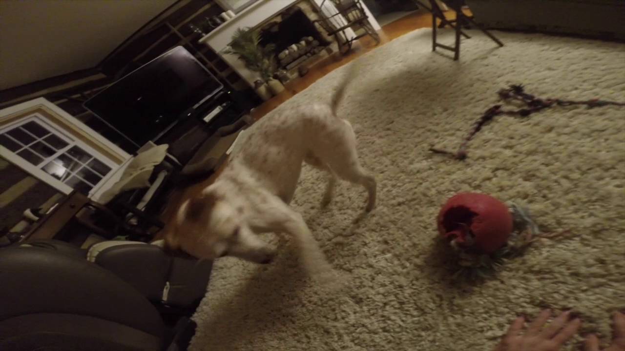 Black Bear Vs. Paintball Gun YouTube