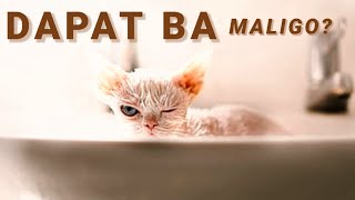 Dapat ba paliguan ang pusa? Kailan dapat paliguan ang pusa? Is bathing a cat really  necessary? screenshot 2