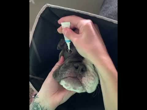 Video: Was ist, wenn mein Hund Bacitracin leckt?