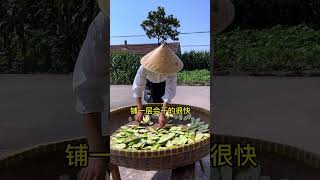 家里的茄子马上要收尾了，摘了回去晒茄子干#全职妈妈 #全职宝妈 #vlog