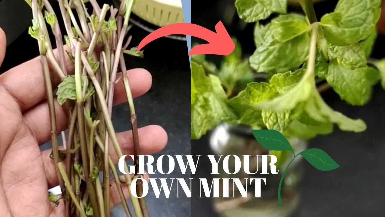 Growing Mint Indoors Mint Plant from Cutting's Propogating Herbs