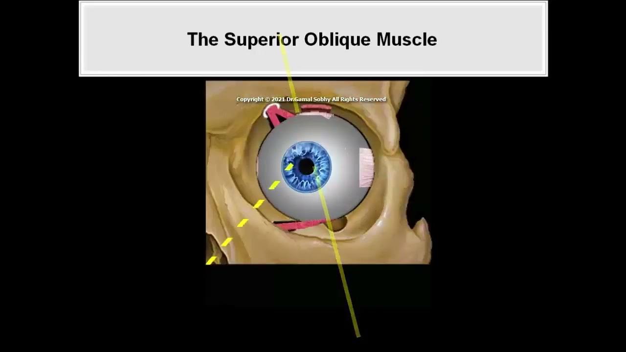 4 Physiology of the Ocular Movements Animated Book Binocular Vision and