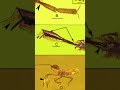Un insecte prédateur dans de l'ambre #géologie #science #geology #fossil #fossile #paléontologie