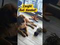 Can You Forgive This Guilty Puppy? 😭💔 #shorts #guiltypuppy #cutedog