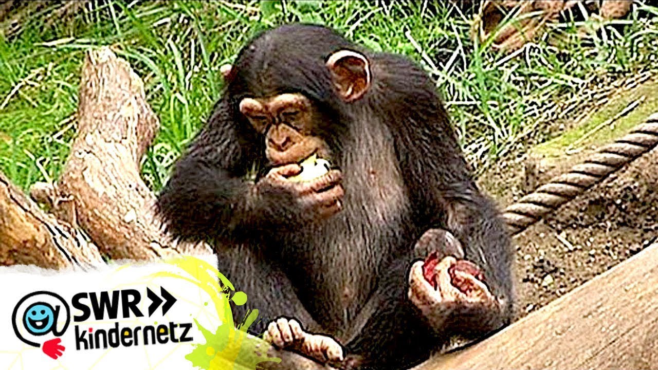 Im brutalen Reich der Schimpansen - Mission: Uganda | Robert Marc Lehmann