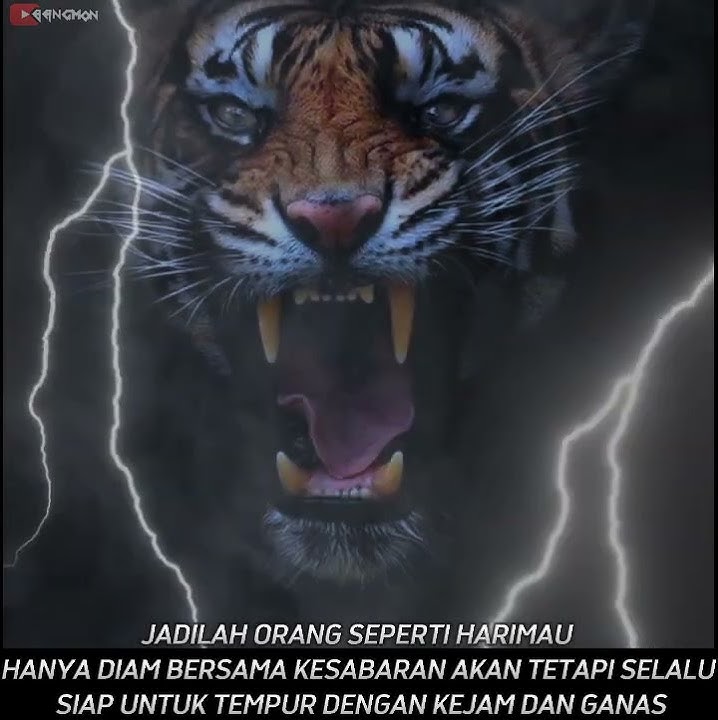 Story WA macan putih terbaru #5