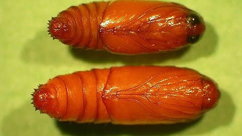 The FCM Control & Management Video For Flowers and Capsicum in Kenya.