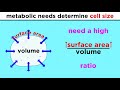 Prokaryotic Cells: Structure, Functions, and Characteristics