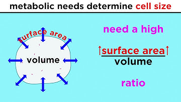 Prokaryotic Cells: The Simplest Kind of Life