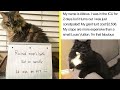 Times A**hole Cats Were Publicly Shamed For Their Hilariously Horrible Crimes