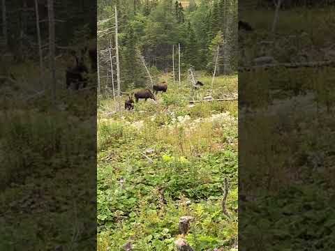 Moose hunting in Newfoundland coming up soon three Bullmoose together ￼