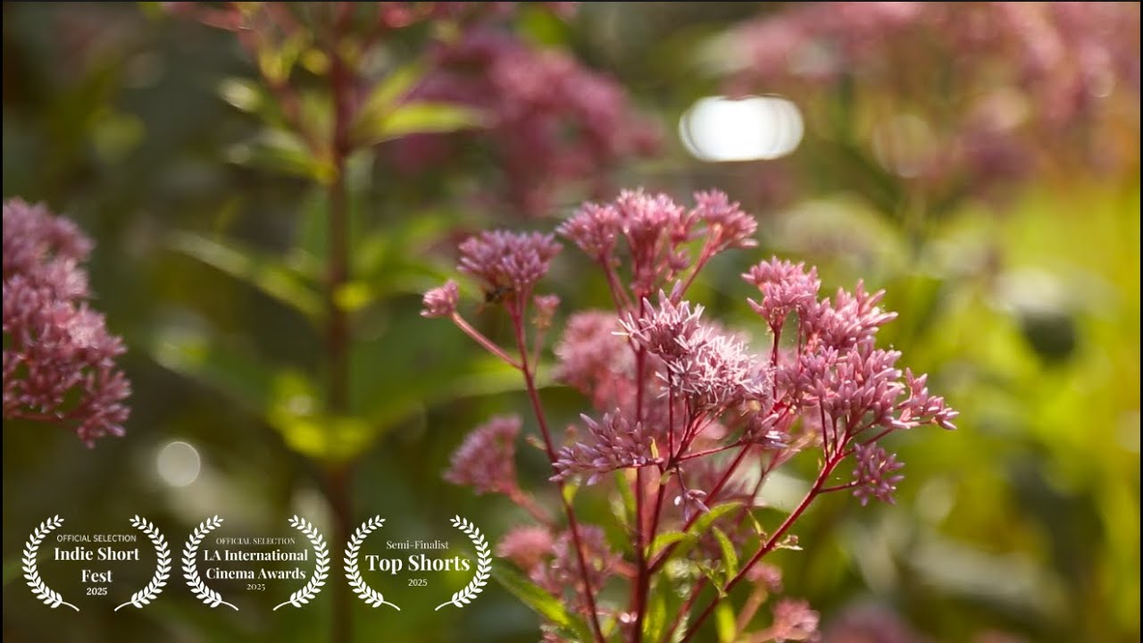 What's Lost Is Not Forgotten - Award Winning Short Film - YouTube