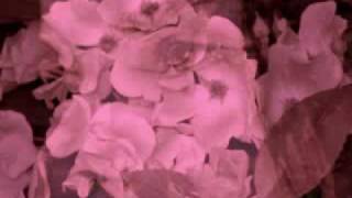 Hope Sandoval Wild Roses 2008 new songs