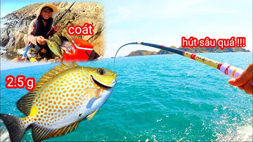 Câu Cá Biển, Câu Cá, Câu Cá Biển Tự Nhiên : Cá Dìa 2.5g Hút Cần Câu, Cá Giò Mập Nằm Sát Ghềnh