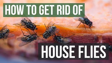 How to Get Rid of House Flies (4 Simple Steps)