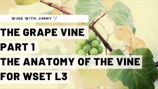 WSET Level 3 Wines  Understanding the Vine Part 1: Vine Anatomy