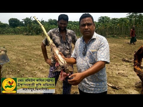 ভিডিও: আগাছা নিয়ন্ত্রণের জন্য ঘন রোপণ - কিভাবে বাগানে ফুল ব্যবহার করে আগাছা বন্ধ করা যায়