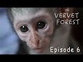 Cute Baby Monkeys Make Friends In Wildlife Orphanage - Ep. 6