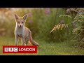 &#39;Why I photograph London&#39;s urban foxes&#39;