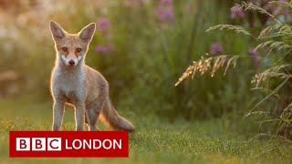 'Why I photograph London's urban foxes'