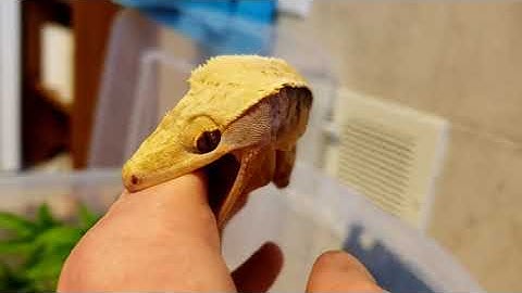 Angry Crested Gecko