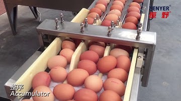 ZENYER 102BS egg grader egg grading machine
