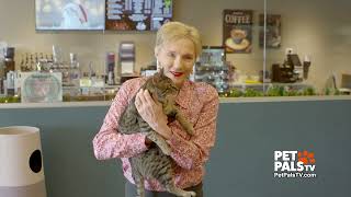 Smitten Kitten Cat Cafe by petpalstv 65 views 3 months ago 3 minutes, 30 seconds