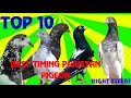 Sri lanka best timing pakistan pigeon  top 10 pakistan hight flyer kabootar sri lanka pakistan 