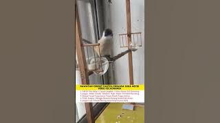Rawatan Burung Cendet Miyik #cendet #cendetgacor #cendetindonesia #cendettrotol #cendetprestasi