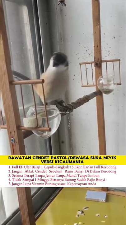 Rawatan Burung Cendet Miyik #cendet #cendetgacor #cendetindonesia #cendettrotol #cendetprestasi
