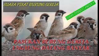 SUARA PIKAT BURUNG GEREJA LIAR TERBUKTI AMPUH