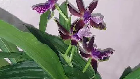 ¿Cuál es la vida útil de una orquídea?