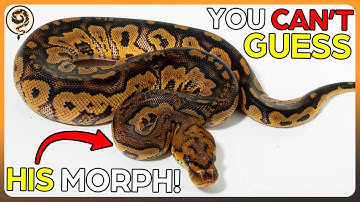 Laten we leren hoe je de genetica van balpythons kunt identificeren in de HARDE MODUS!