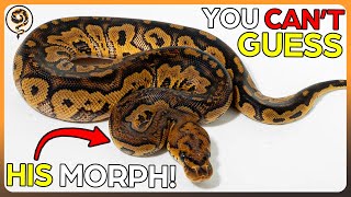 Let's Learn how to Identify Ball Python Genetics on HARD MODE!