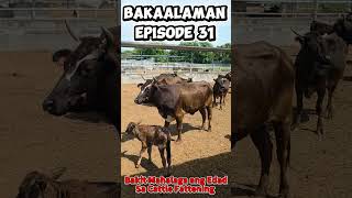 BAKAalaman Episode 31- Bakit Mahalaga ang Edad sa Cattle Fattening?