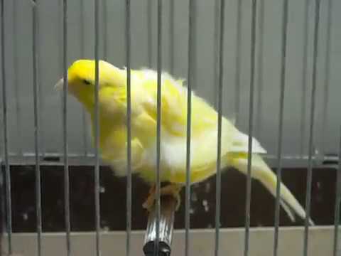 canari frise canari frise