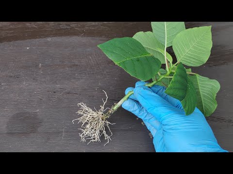 וִידֵאוֹ: שיטות ריבוי פוינסטיה - כיצד להפיץ זרעים ויחורים של פוינסטיה