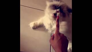 Actress Playing With Her Cat