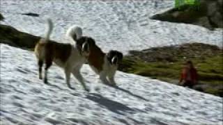 Dogs 101  Saint Bernard