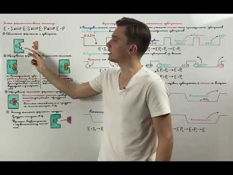 Этапы ферментативного катализа. Взаимодействие ферментов с несколькими субстратами