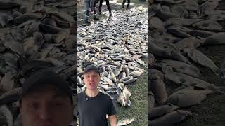 Рыбалка: когда перестарались с прикормкой рыбы