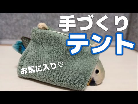 【尊い】作ったテントをこんなにも気に入ってくれるなんて…親孝行ですか？コザクラインコ雛|生後1ヶ月|ブルーチェリー