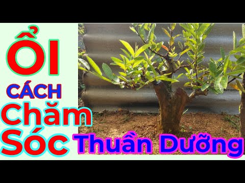 Ổi:CÁCH CHĂM SÓC VÀ THUẦN DƯƠNG#BONSAI AND LIFE 2023 mới nhất