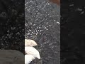 #fishfeeding  #acquario  #pond  #fishkeeping  #petfish  #trending #feedingtime  #viral