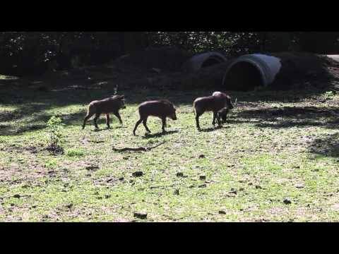 Watch The Detroit Zoo's warthog piglets follow their mom around